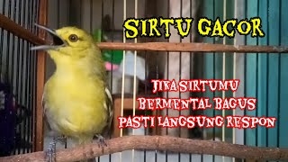 Download lagu Sirtu jenis apapun pasti akan Langsung NYAUT dengar pangilan sirtu gacor ini!. mp3