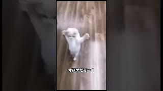 動物だってぶちギレんねん。でも可愛いねん # #アニマル #犬 #動物 #cat