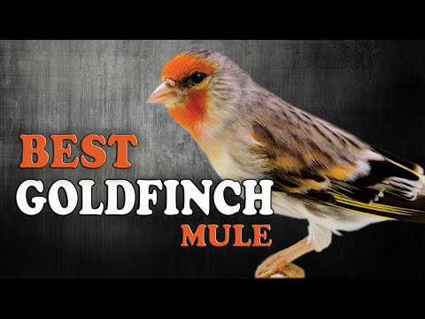 GOLDFINCH mule Training Song 1st