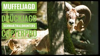Jagd auf reife Muffelwidder| Schwarzwaldhunters bei Copterpro  | Mouflon hunting Germany