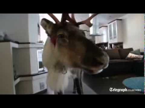 Meet the reindeer that thinks it is a dog