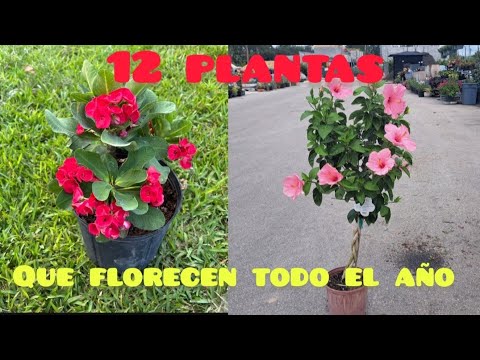 , title : '12 hermosas plantas que florecen todo el año'