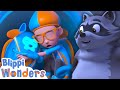 Blippi Meets a Racoon! | Blippi Wonders | Learn ABC 123 | Fun Cartoons | Moonbug Kids