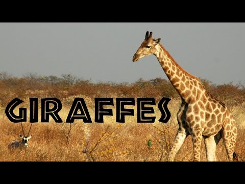 Facts About Giraffes