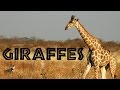 Giraffes for Kids: Learn about Giraffes - FreeSchool
