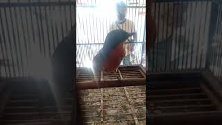 Download lagu pancingan tledekan bakau mp3