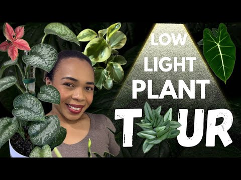 LOW LIGHT HOUSEPLANT TOUR 2024| SURVIVING THE DARK WINTER 🥶| My mom’s collection