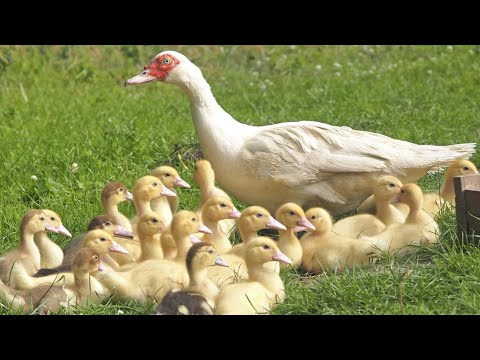 , title : 'Som dos Patinhos - Patos Nadando - Patos Perto de Mim'