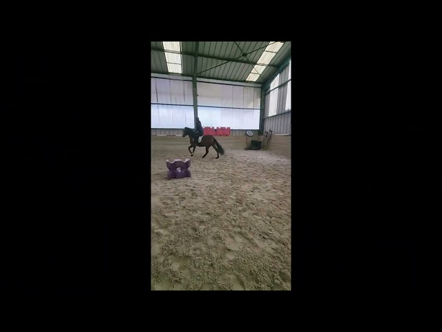 PRE 4 ans cherche sa famille 