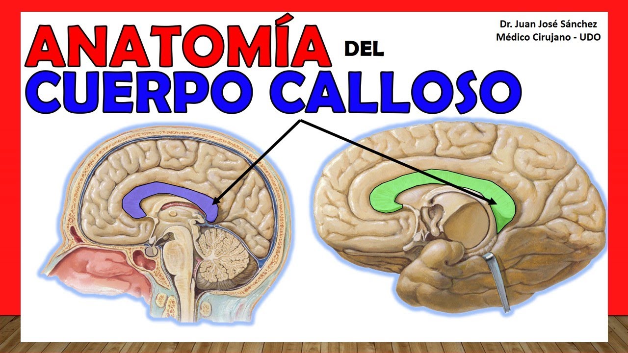 🥇Anatomía del CUERPO CALLOSO. ¡Explicación Fácil y Rápida!
