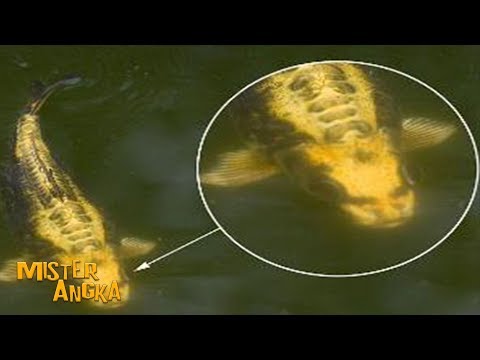 Download Naga Danau Toba.html Mp3 Lagu - Download Lagu