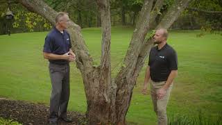 What To Expect During Your Davey Tree Consultation