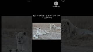 #shorts  ホワイトライオンの生態
