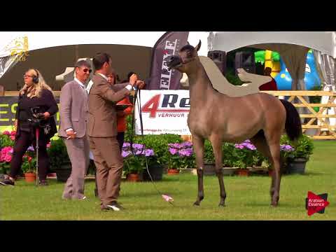 N.111 THALINA KA - Bruges 2018 Int B - Yearling Fillies (Class 101B)
