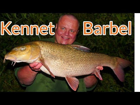 Barbel fishing - The Kennet (Video 127)