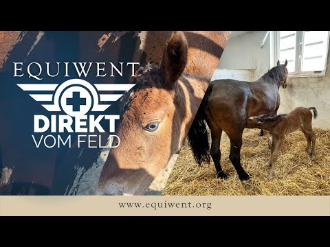 Equiwent - Direct from the Field #1 - The last 2 weeks