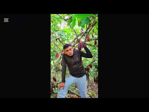 Por que cultivamos cacao #cacao #campo #colombia #viral #chocolate #Santander #Landazuri #vida 