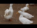Wonder Full Duck Clip With Real Voice Say Ma Sha Allah Virtual Creator