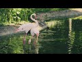 FLAMINGOS I ANIMAL KINGDOM