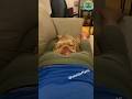 Dogs Vs Farts Epic Reactions Caught On Camera Funny Fart Comedy