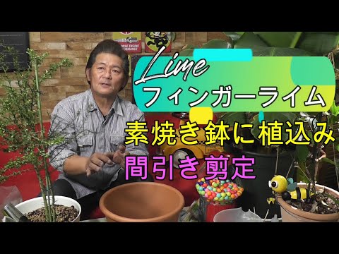 園芸 ライムクワット