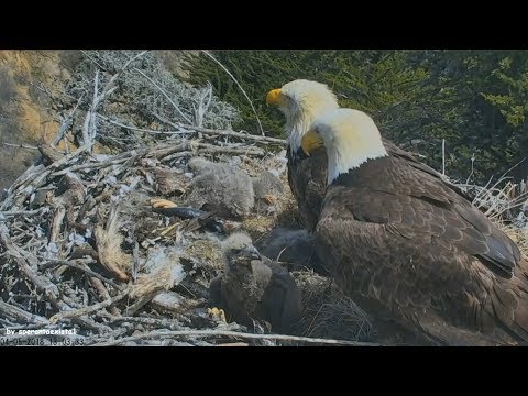 download lagu mp3 mp4 Eagle Nest Cam, download lagu Eagle Nest Cam gratis, unduh video klip Eagle Nest Cam