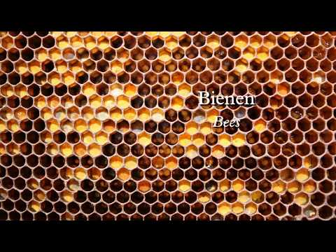 4 vierhändige Insekten (4 Four hands Insects) - IV - Bienen (Bees)