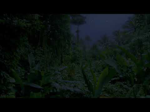 Jungle Nightlife Sounds 8K   10HRS of Cicadas Singing & other Sounds of Night Creatures   Part #1