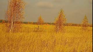 Жирный перепел- подранок но Боня добрала.