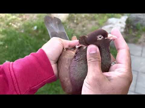 Best Serbian High flyer pigeons in Sweden  Sami Abrar pigeons