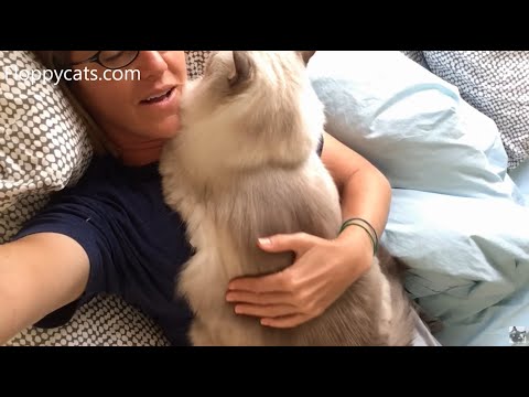 Ragdoll Cat Chiggy Snuggling and Cuddling - Full Body Display - Floppycats