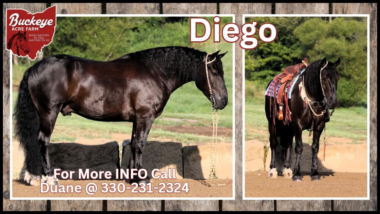 Diego 6 year-old black draft cross gelding standing 15.1 hands. striking appearance| gentle demeanor