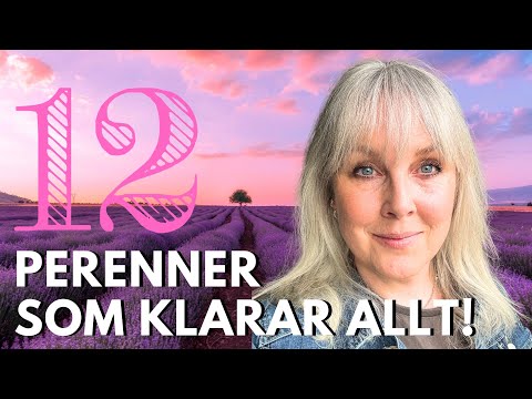 12 PERENNER FÖR SOL & TORKA - trädgårdsdesignern tipsar!