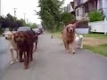 Homeward Bound II Lost In San Francisco 1996 TV Spot 1
