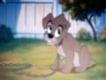 Lady And The Tramp 2 Days Go By