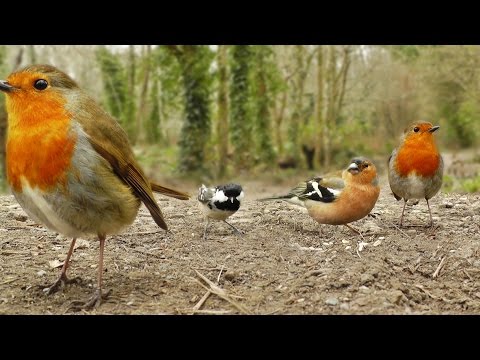 Movie For Cats - Little Birds