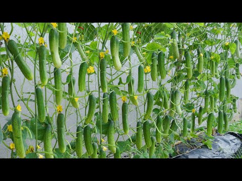 Great methods for growing cucumbers this summer for your family Large crunchy fruit