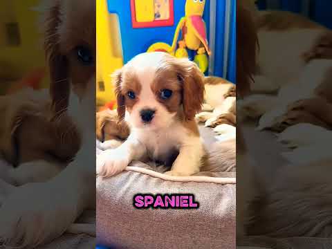 Top 5 cutest dogs in the world 🩷🩷🩷🩷🩷🩷🩷🟪