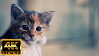 Relaxe com a Beleza dos Gatos (dormir e relaxar)