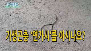 기생곤충 연가시! 신기하고 겁나게 무서워요... [시골농부 천하대감]