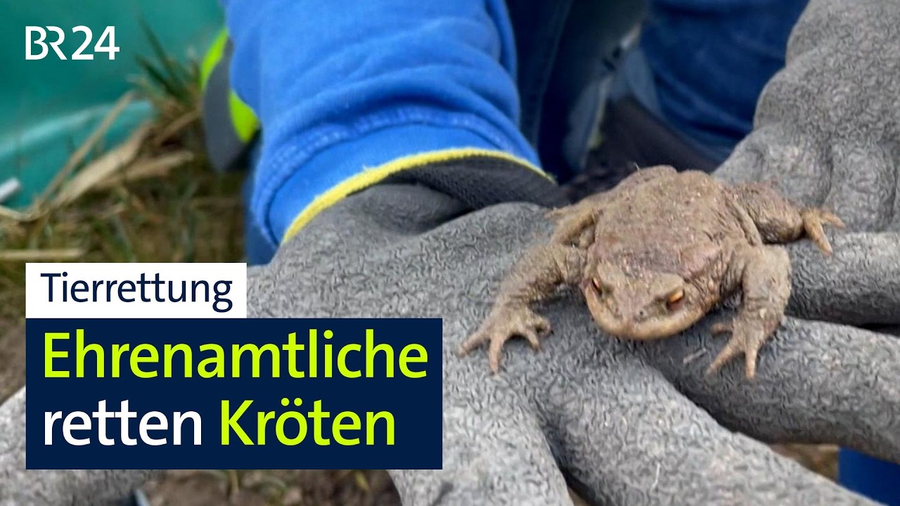 Naturschutz: Die Amphibienretter von Cham I Abendschau I BR24