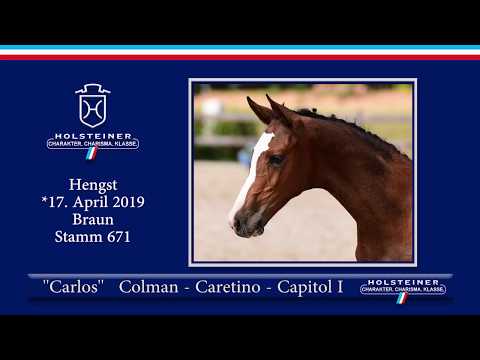 Holsteiner Elite-Fohlenauktion 2019 - Nr. 16 Carlos v. Colman-Caretino