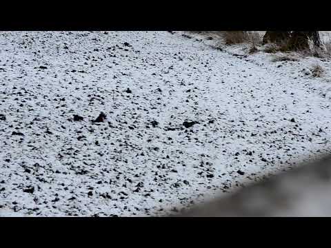 Damwildjagd, Kalb liegt