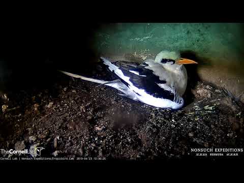 White-tailed Tropicbird Egg Hatches!!! – April 23, 2019