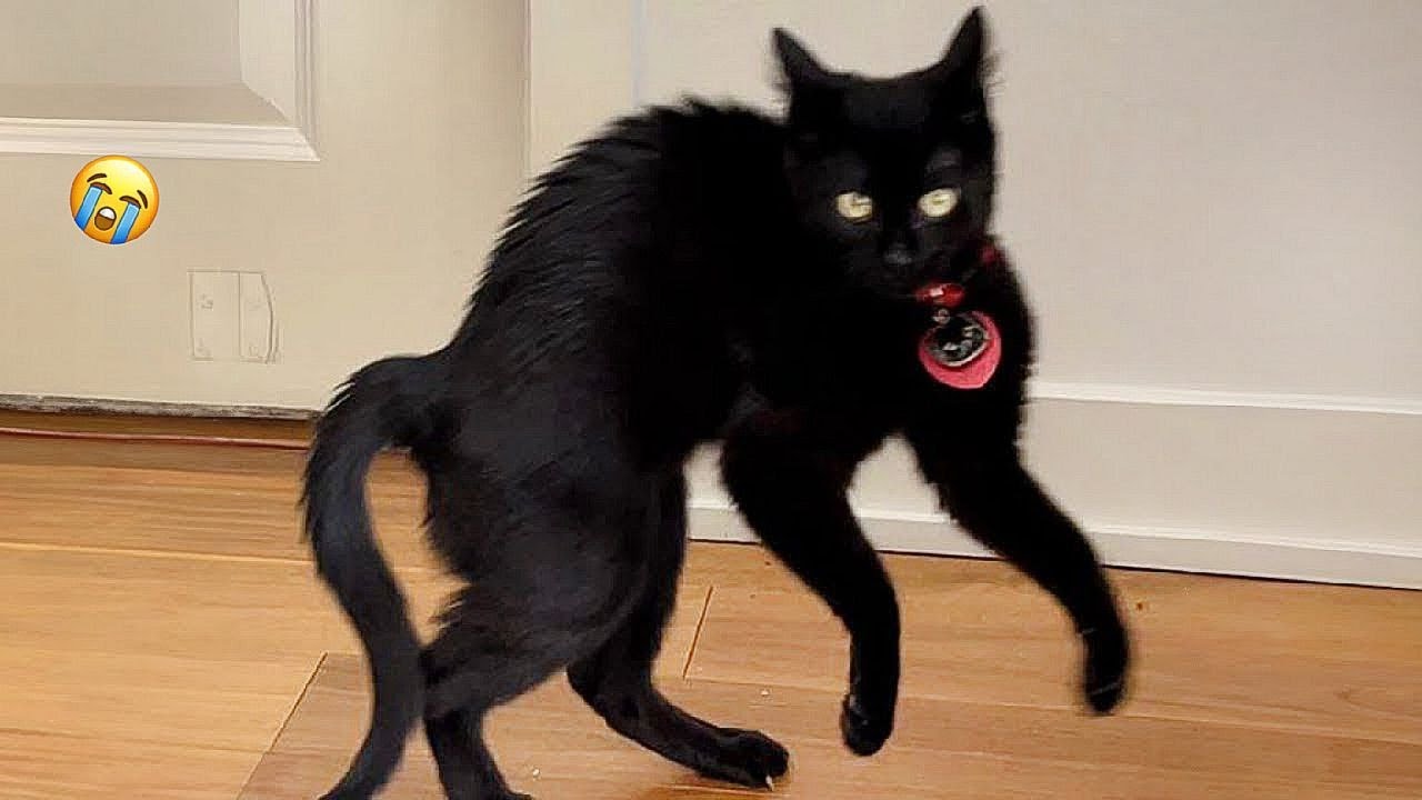 Cats will break your heart 😂😂🤣 Cute and funny animals 2024 😍😍😍 part 39