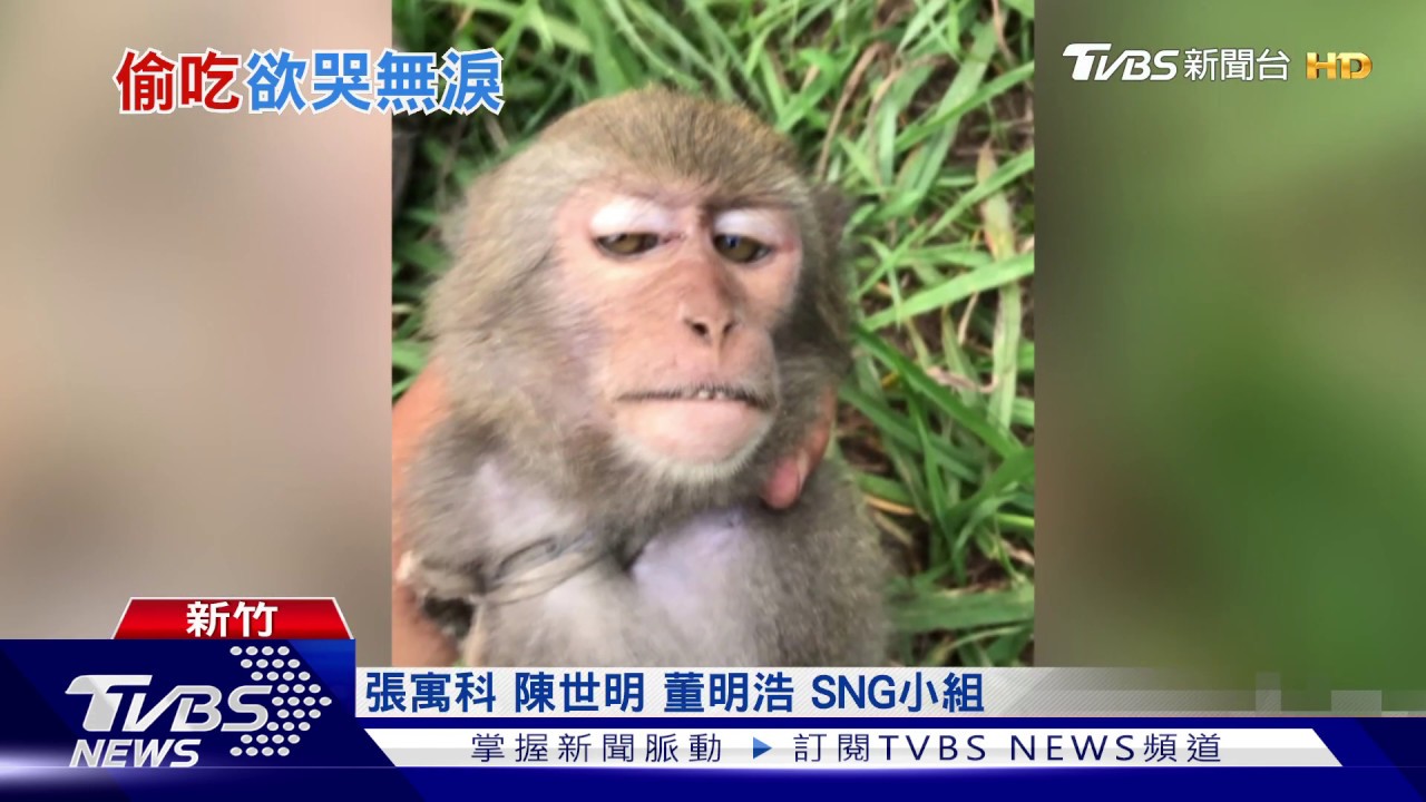 全被吃光了! 待採水蜜桃遇「猴害」賠慘
