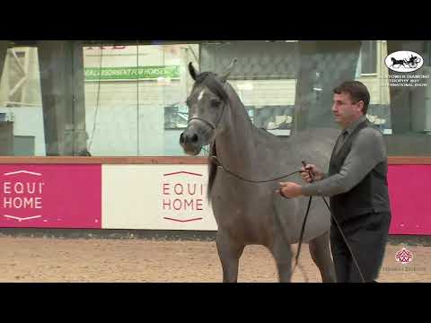 N 66 AMALTEA REGALIS   Sentower Diamond Trophy 2021   International Show   Fillies 3 Years Old Class