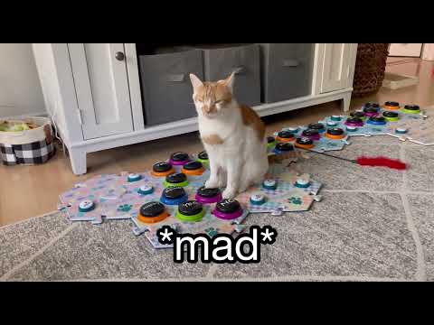 My Talking Cat is MAD at My Fiancé 😹 | CatManJohn