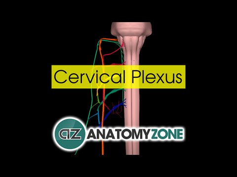 Cervical Plexus | Anatomy Tutorial