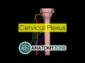 Cervical Plexus | Anatomy Tutorial